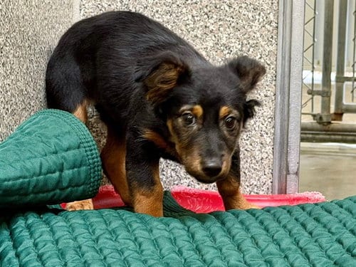 Photo of Uli, adoptable Dachshund in Santa Rosa, California