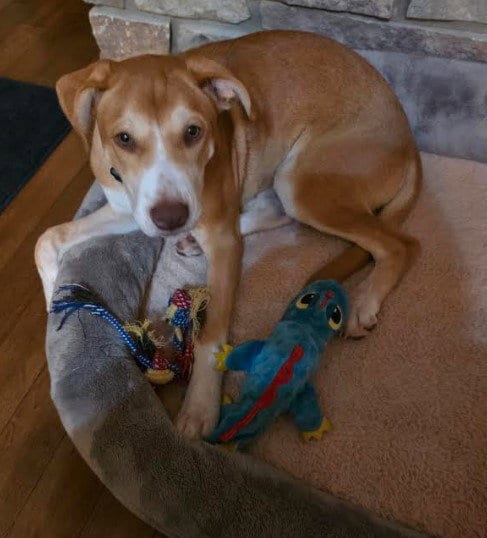 Photo of Libby, adoptable Labrador Retriever in Sheboygan, Wisconsin