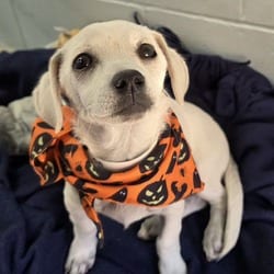 Photo of Chip, adoptable Chihuahua in Santa Maria, California
