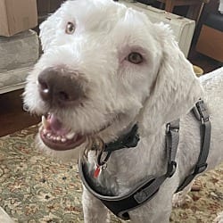 Photo of Chester, adoptable Sheepadoodle in Beverly Hills, California