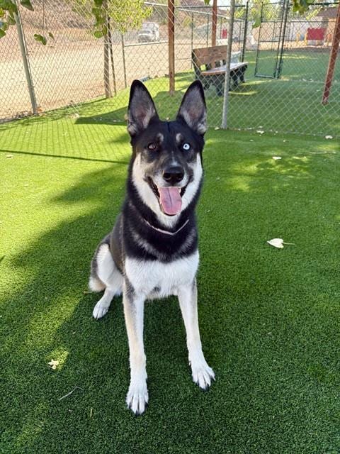 Photo of Luna, adoptable German Shepherd Dog in Castaic, California
