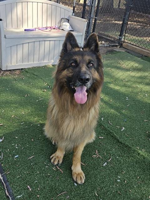 Photo of Aslan, adoptable German Shepherd Dog in Fremont, California