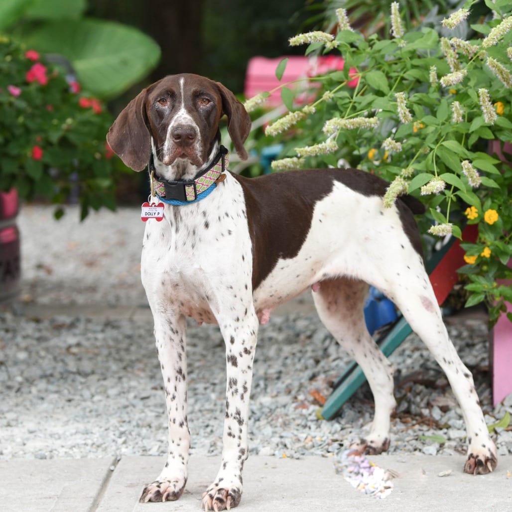 Photo of Dolly P, adoptable Pointer, German Shorthaired in Wake Forest, North Carolina