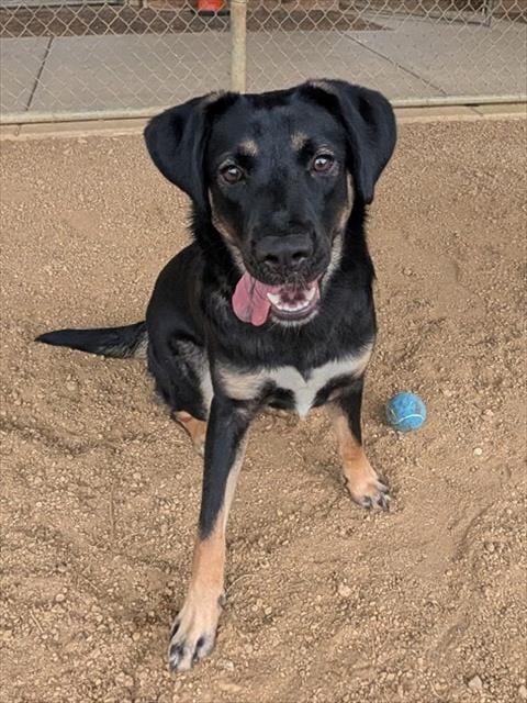 Photo of Tinkerbell, adoptable German Shepherd Dog in Plano, Texas