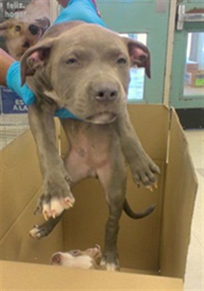 Photo of A481512, adoptable Staffordshire Bull Terrier in Oklahoma City, Oklahoma