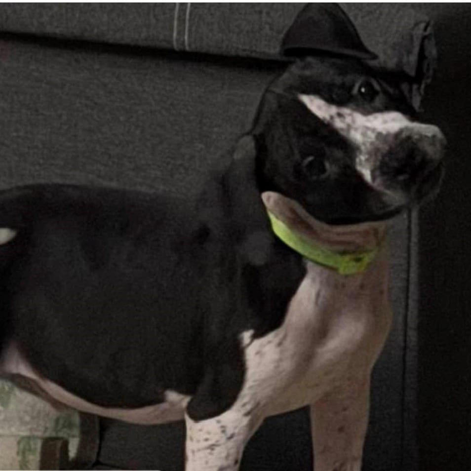 Photo of Louie, adoptable Terrier / Cattle Dog, Australian (Blue Heeler) in Normal, Illinois