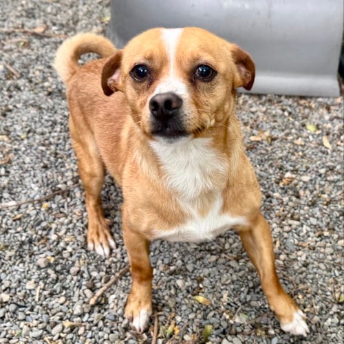 Photo of Titus, adoptable Terrier in Oakland, California