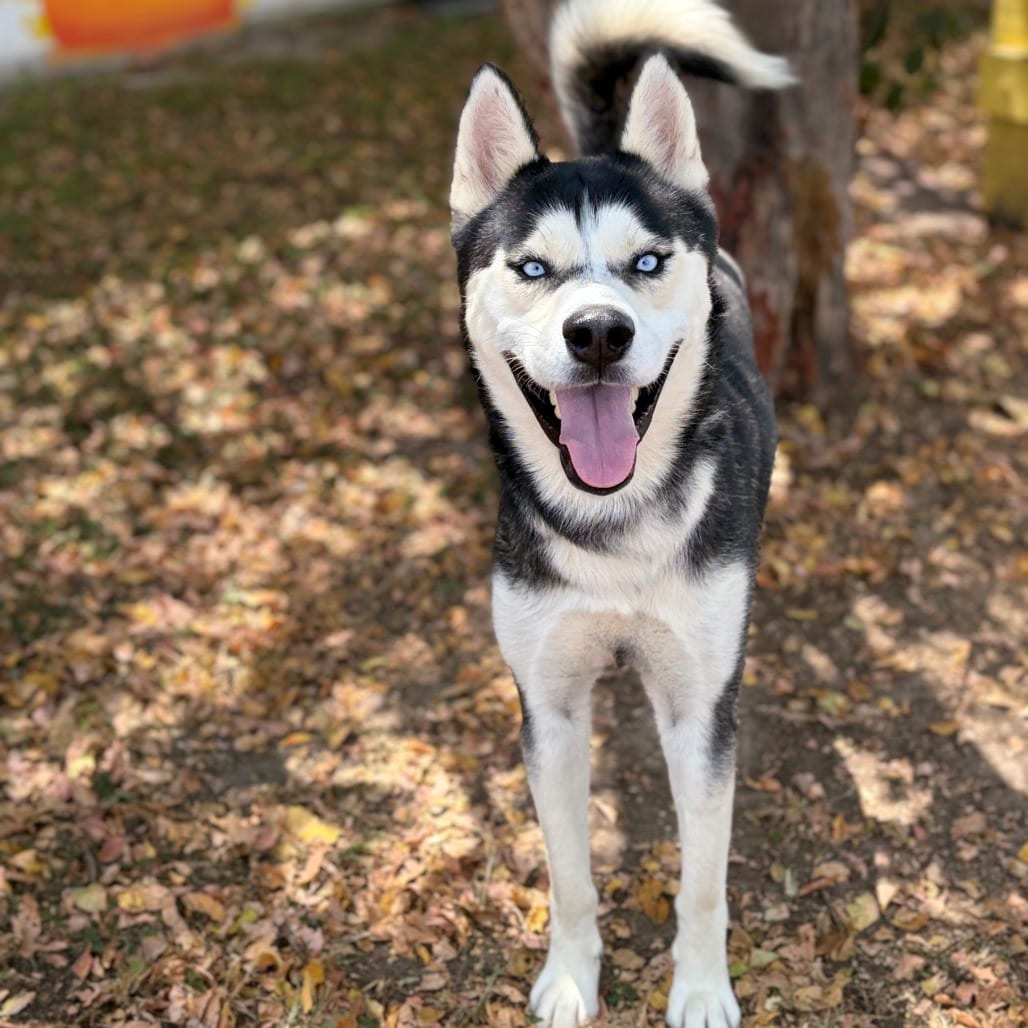 Photo of Peluche 26-07-123, adoptable Husky in Bastrop, Texas