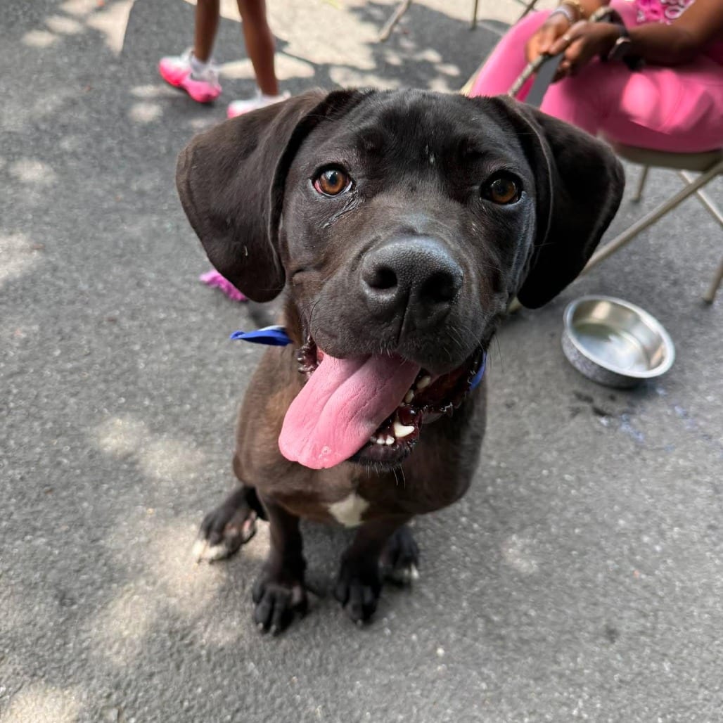 Photo of Fitz, adoptable Mastiff, Cane Corso / Mixed Breed (Large) in Whitestone, New York