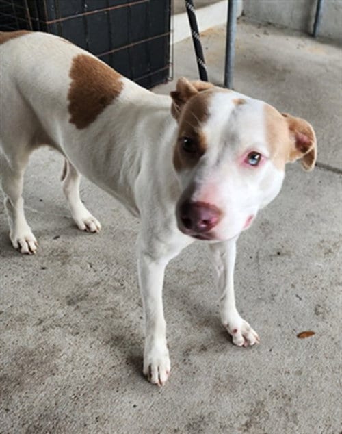 Photo of Arya Bark, adoptable Pit Bull Terrier in Texas City, Texas