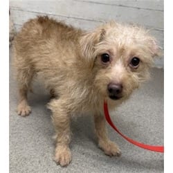 Photo of Winifred, adoptable Maltese in San Bernardino, California