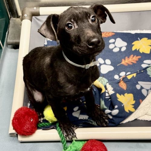 Photo of Benny, adoptable German Shepherd Dog in Houston, Texas