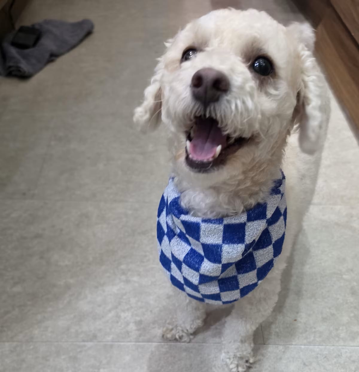 Photo of Dali, adoptable Bichon Frise Poodle (Toy or Tea Cup) in Georgetown, District of Columbia