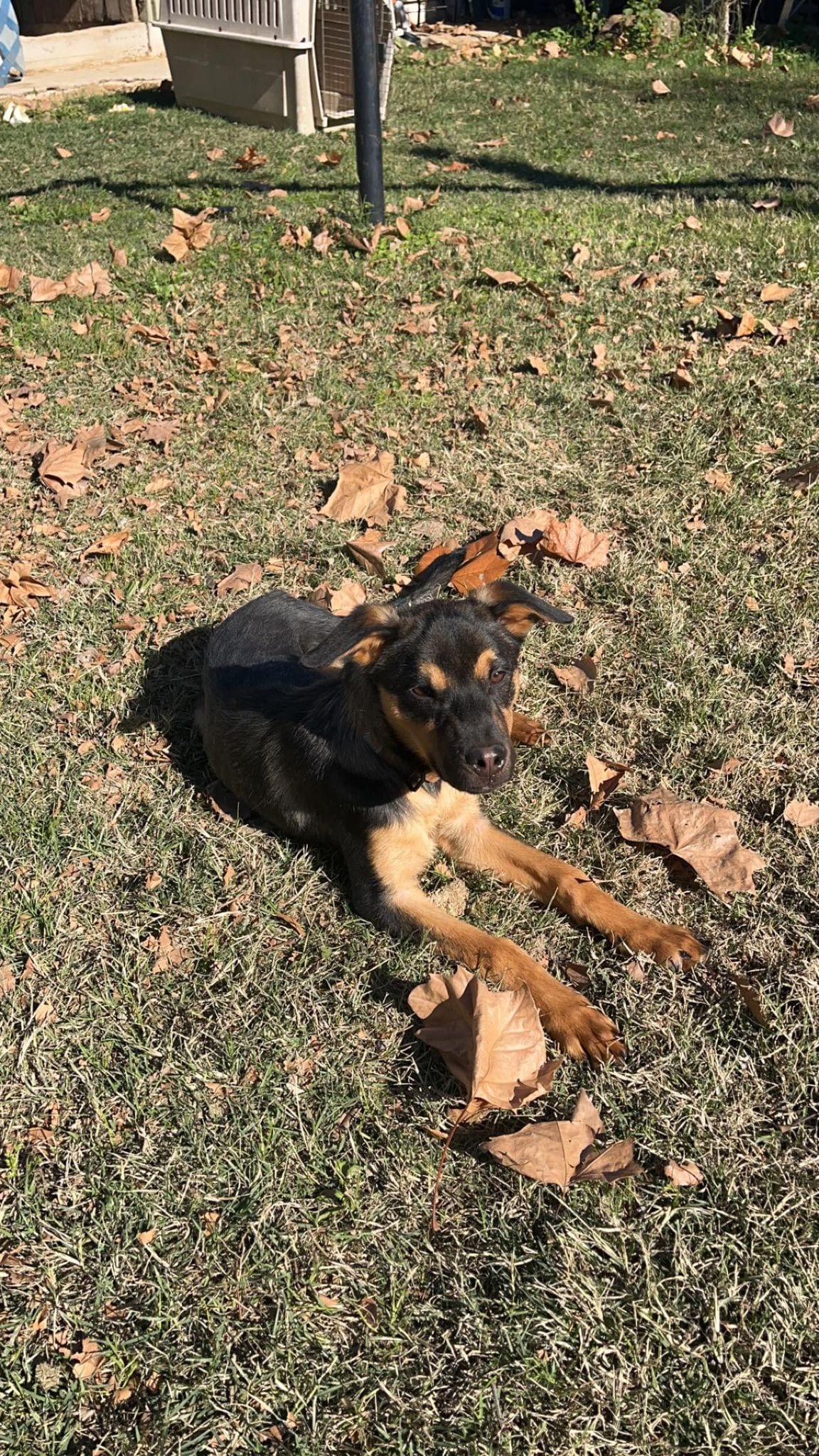 Photo of Maya, adoptable German Shepherd Dog in Kempner, Texas