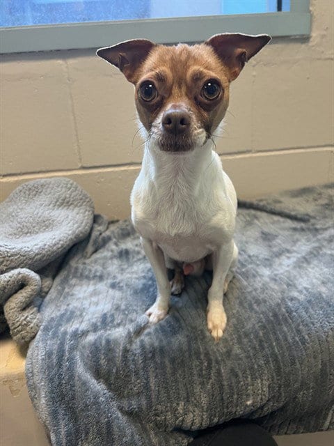 Photo of Pringle, adoptable Chihuahua in San Jose, California