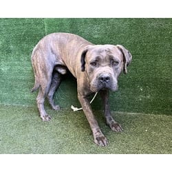 Photo of Rodger, adoptable Mastiff in Lancaster, California