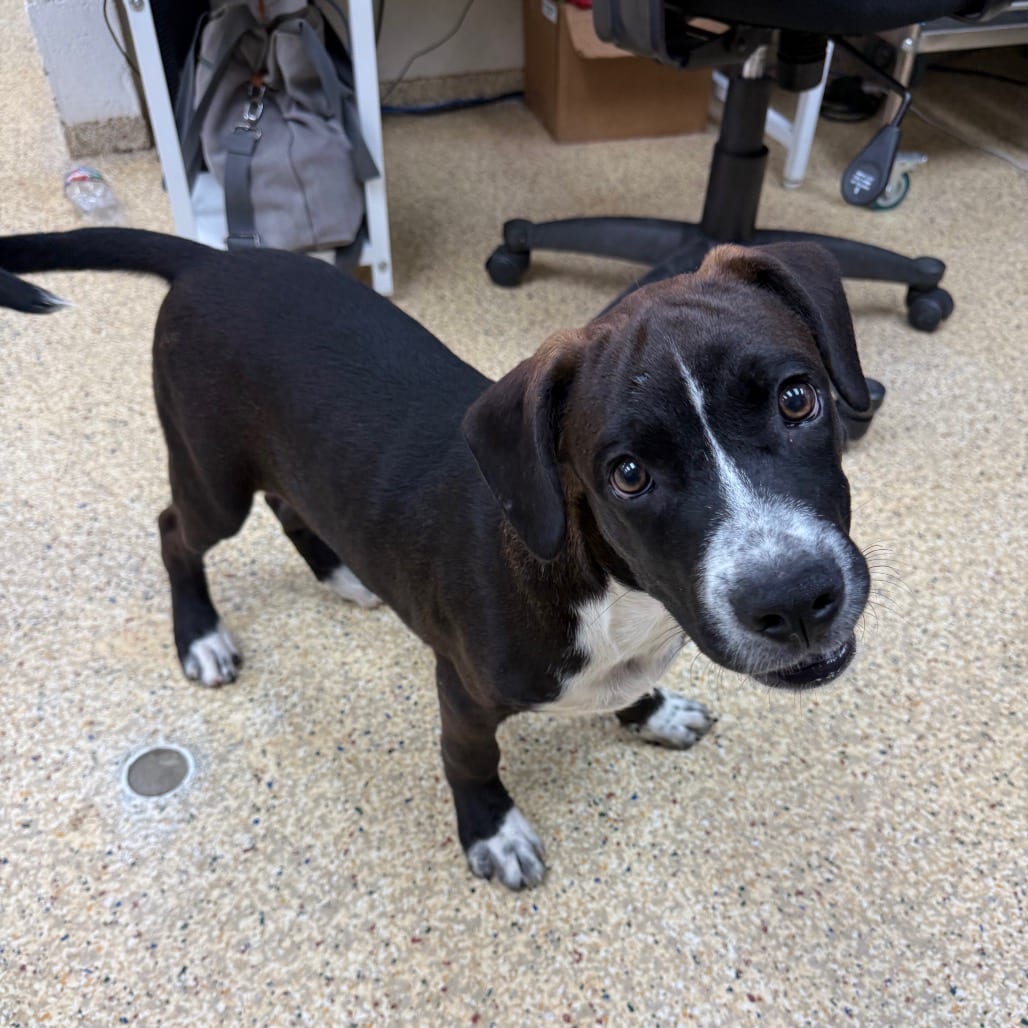 Photo of Big Red, adoptable Mixed Breed (Medium) in Houston, Texas