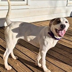 Photo of Anya, adoptable Chihuahua Australian Terrier in Liberty, South Carolina