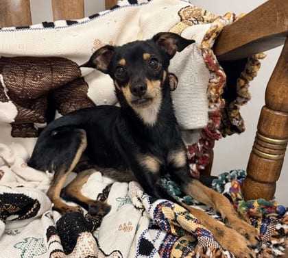 Photo of Gizmo, adoptable Chihuahua, Short Coat/Mix in Bakersfield, California