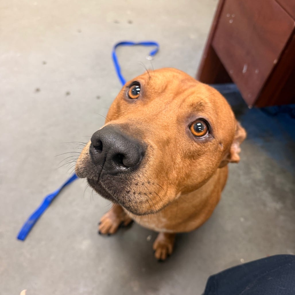 Photo of Melon, adoptable dog