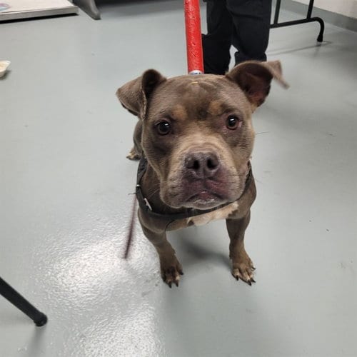 Photo of Baby Girl, adoptable Pit Bull Terrier in St. Cloud, Florida