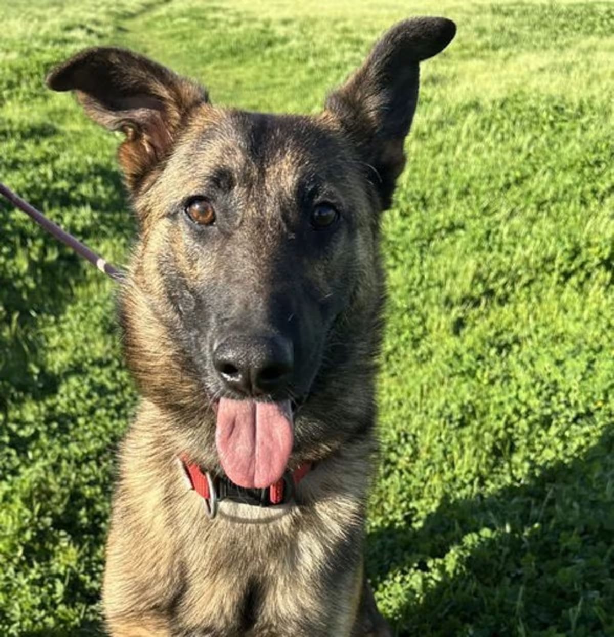 Photo of Valiant 51598, adoptable Belgian Malinois in Petaluma, California