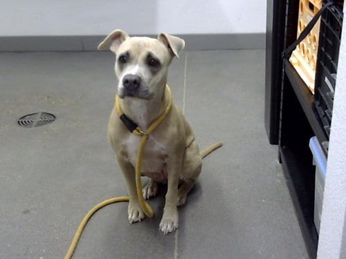 Photo of Pixie, adoptable American Pit Bull Terrier in Mesa, Arizona