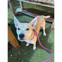 Photo of Noble, adoptable American Pit Bull Terrier in San Antonio, Texas