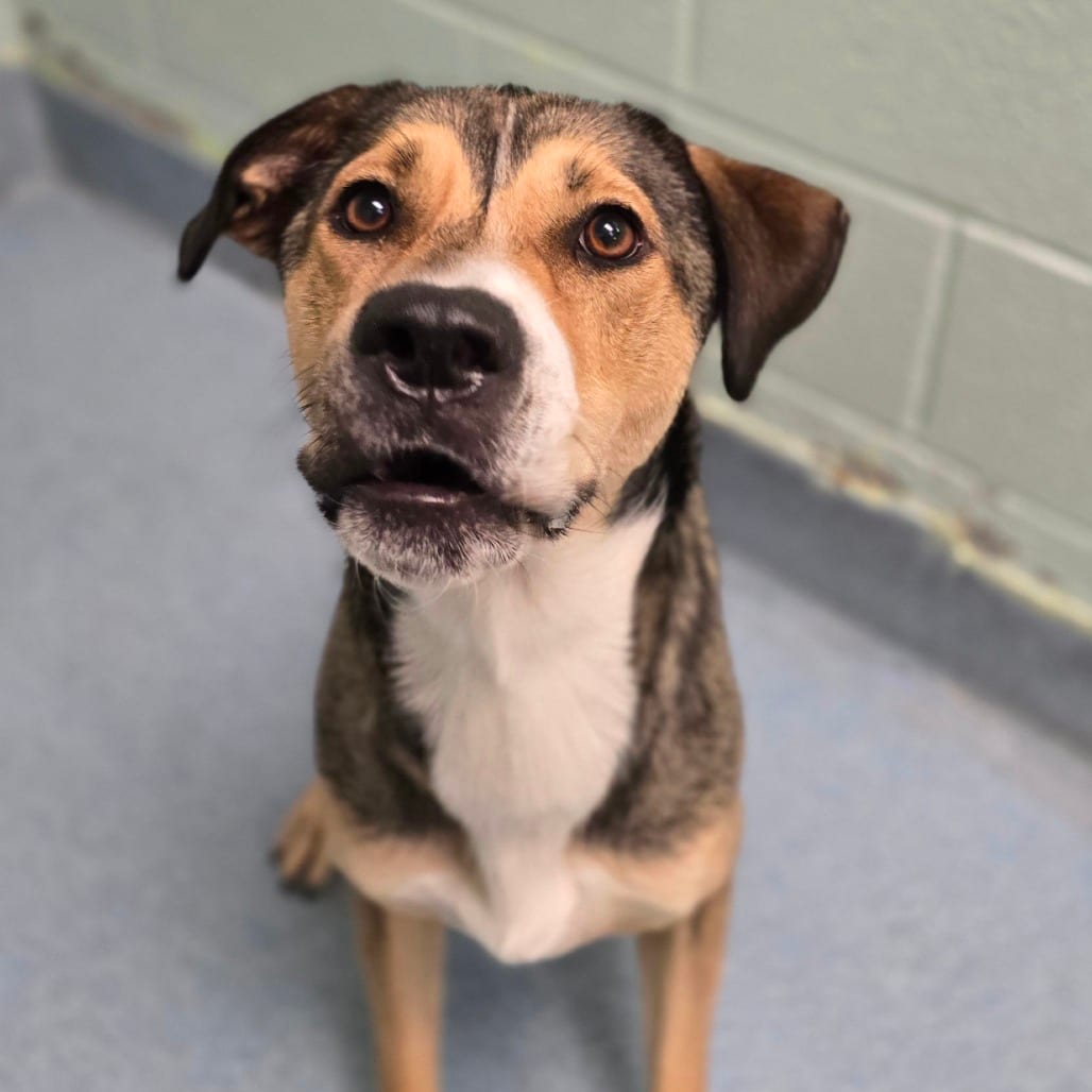 Photo of Panfish, adoptable Shepherd, German / Mix in East Hanover, New Jersey