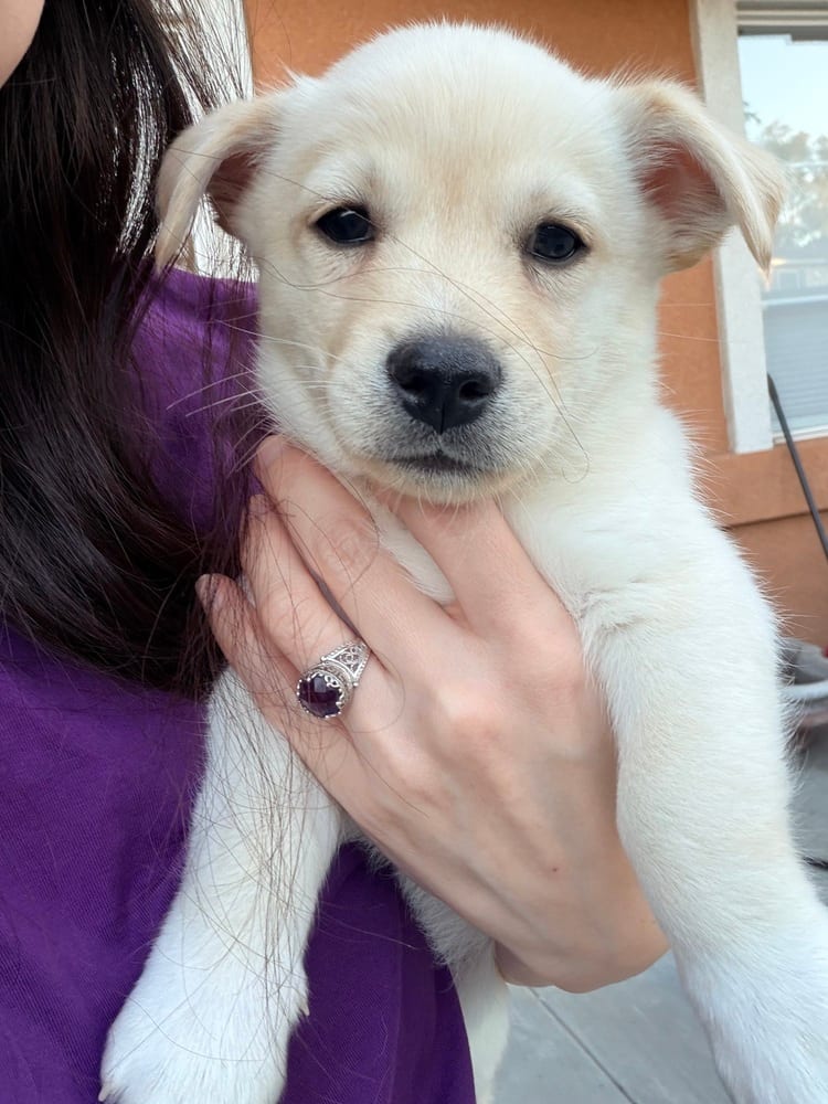 Photo of Lincoln, adoptable Corgi in Dana Point, California