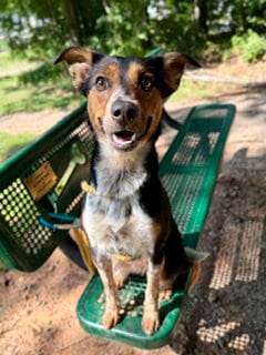 Photo of Dollip, adoptable Australian Cattle Dog/Blue Heeler in Clyde, North Carolina