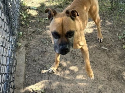 Photo of Gunner, adoptable Boxer in Tulsa, Oklahoma