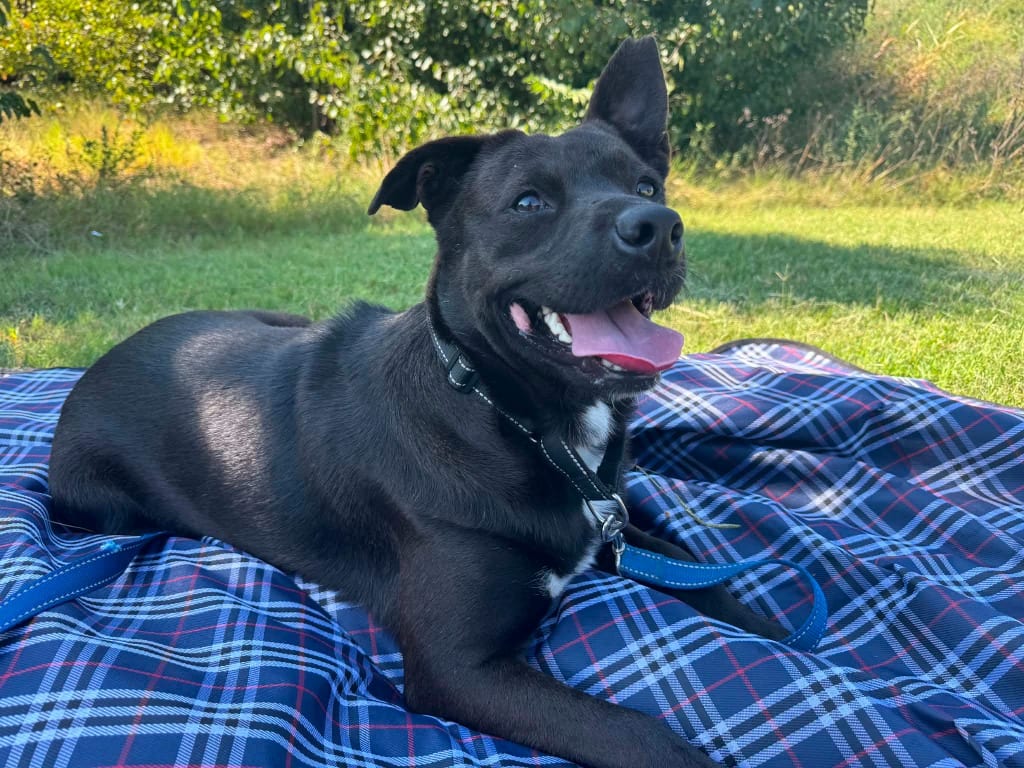 Photo of Tracker, adoptable Cattle Dog in East Ridge, Tennessee