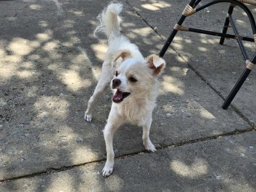 Photo of Qtip, adoptable Chihuahua in Plano, Texas