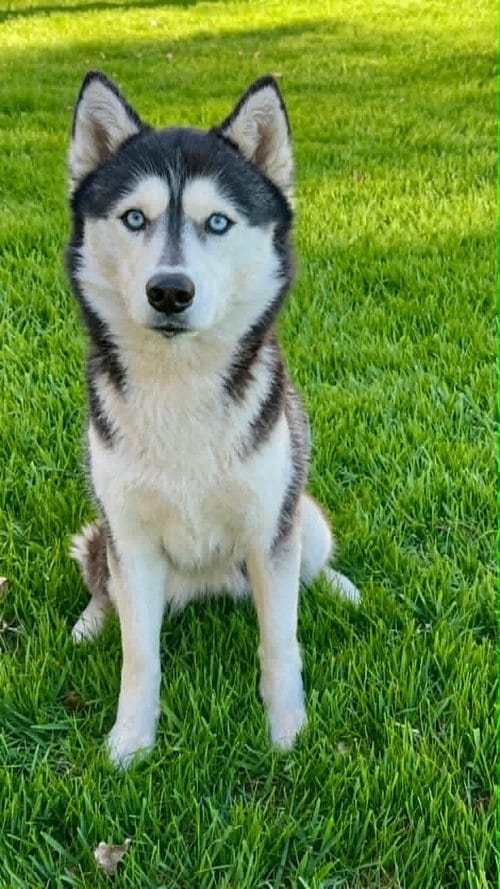 Photo of Echo, adoptable Unknown breed in Shelburne, Vermont