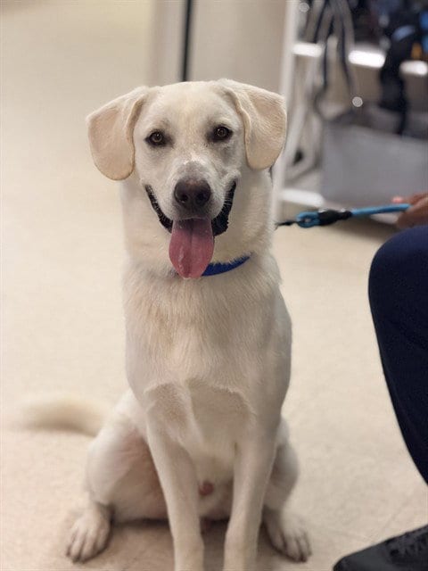 Photo of Bohdie, adoptable Labrador Retriever in Sugar Land, Texas
