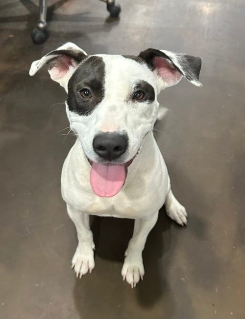 Photo of Spud, adoptable American Pit Bull Terrier in Corning, Arkansas