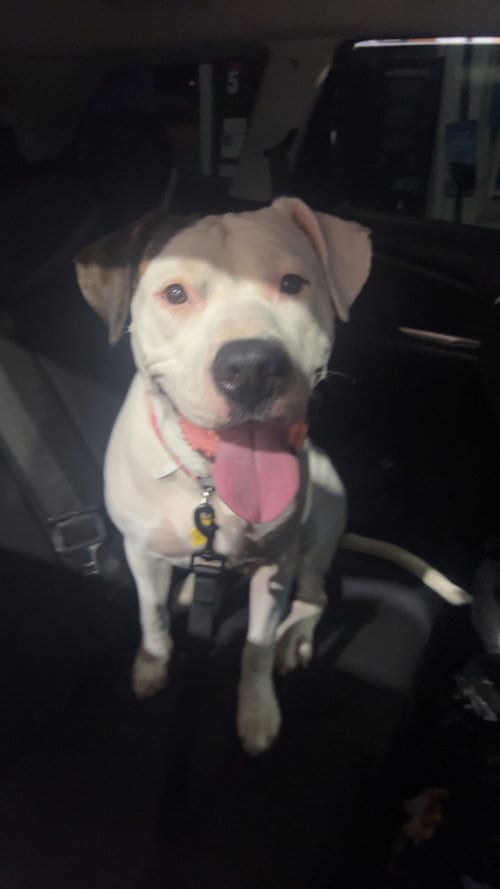 Photo of Sally #2, adoptable Dogo Argentino in Chandler, Arizona