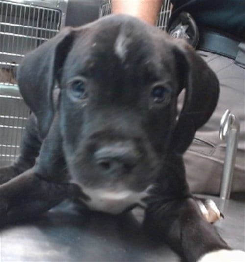 Photo of Pepperidge, adoptable Pit Bull Terrier in San Bernardino, California