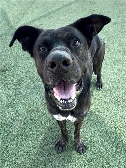 Photo of Chuck, adoptable Dutch Shepherd in Pasadena, Texas