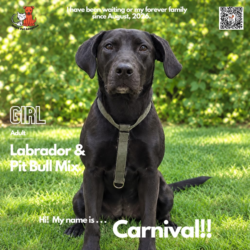 Photo of Carnival, adoptable Retriever, Black Labrador / Terrier, Pit Bull in Westminster, California