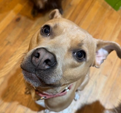 Photo of Skylar, adoptable dog in Atlanta, Georgia