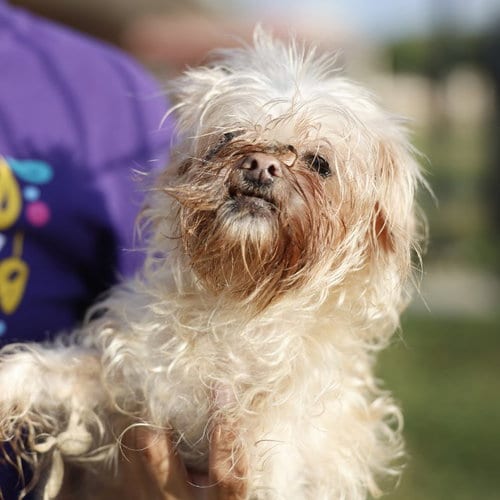 Photo of Jewel, adoptable Shih Tzu in San Antonio, Texas