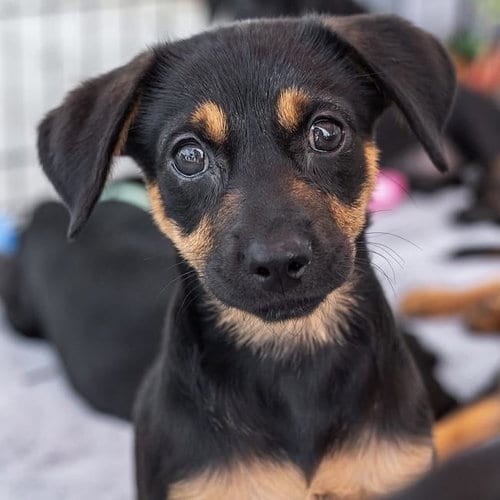 Photo of Dancer Pup - Jitterbug, adoptable Shepherd in San Diego, California