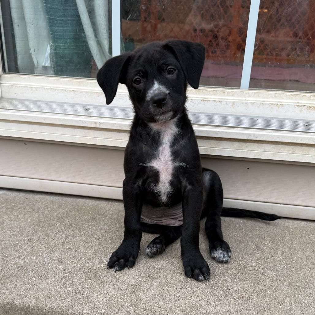 Photo of Kennesaw, adoptable Cattle Dog / Shepherd, Australian in Normal, Illinois