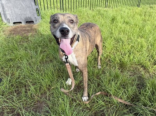 Photo of Princess, adoptable American Pit Bull Terrier in Ocala, Florida