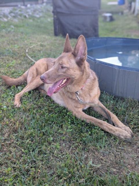 Photo of Max, adoptable German Shepherd Dog in Derwood, Maryland