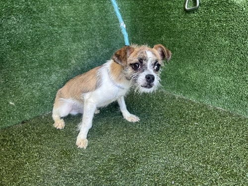 Photo of Nikee, adoptable Rat Terrier in Lancaster, California
