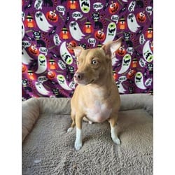 Photo of Benji, adoptable Chihuahua American Pit Bull Terrier in Chatsworth, California