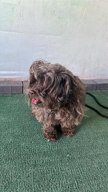 Photo of A5796126, adoptable Terrier in Baldwin Park, California